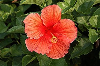 Steam新品节最热游戏《雾锁王国（Enshrouded）》将于2024年1月24日推出